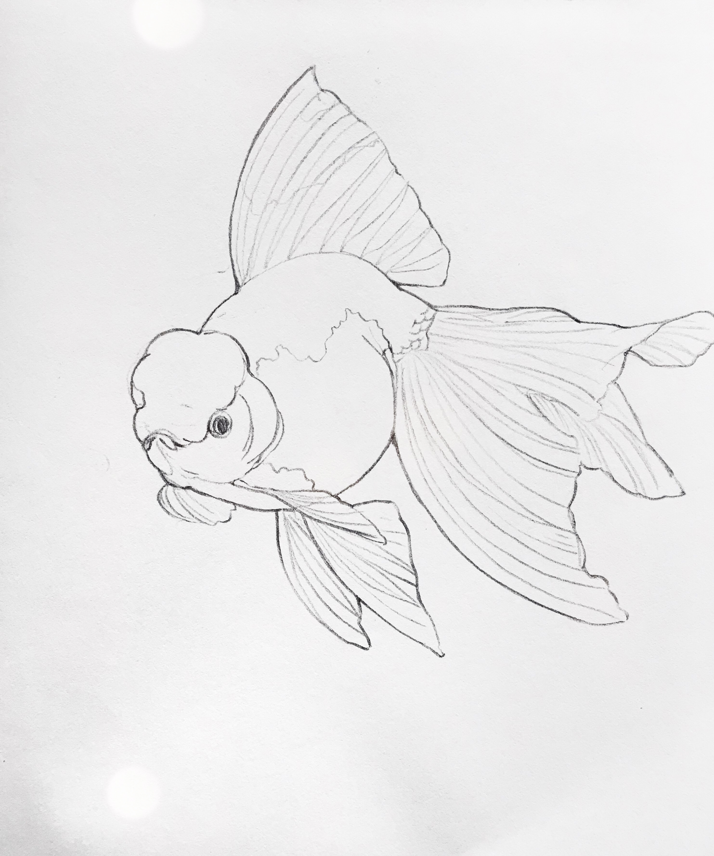 金鱼手绘简笔画图片