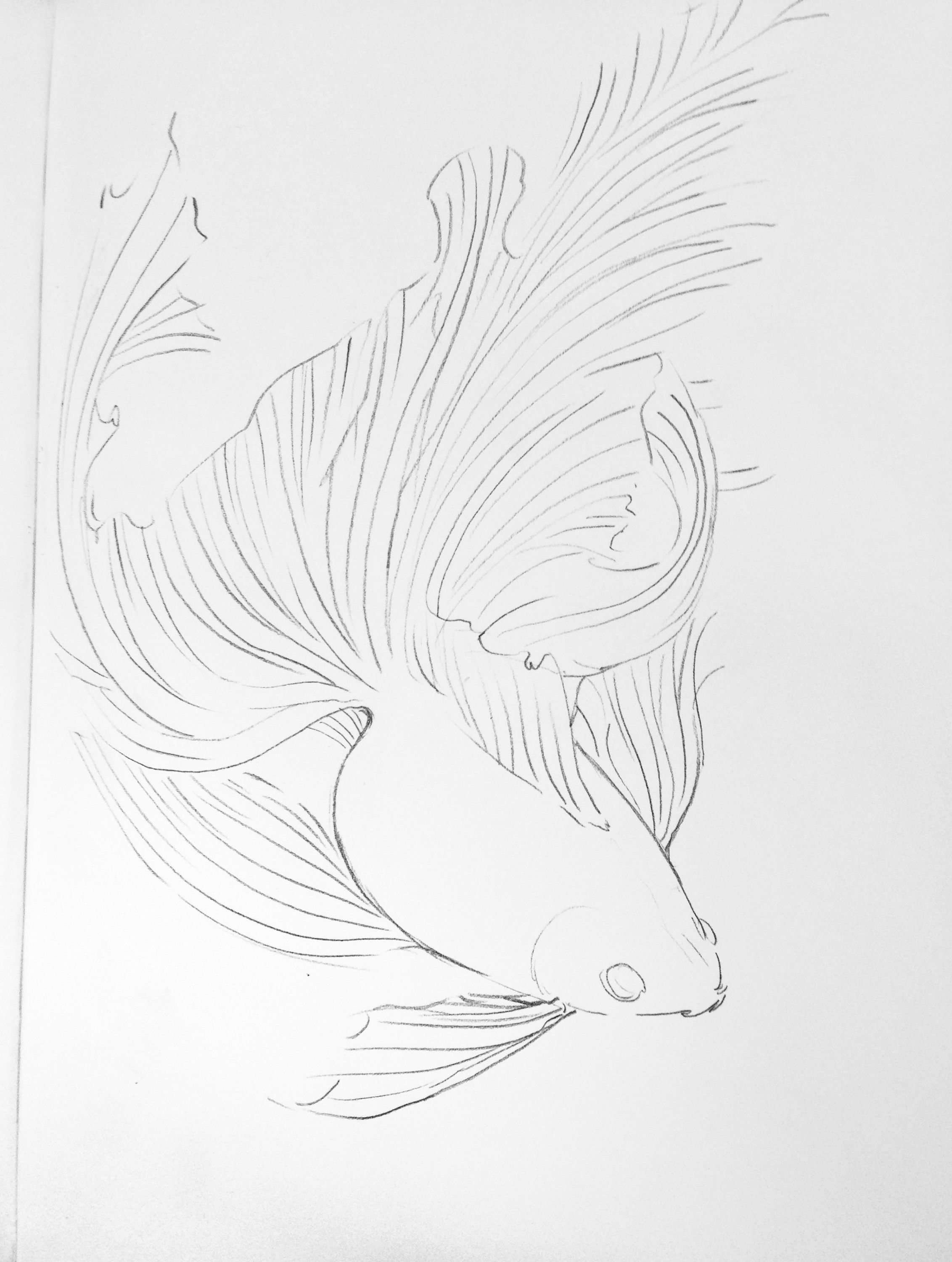 金鱼线稿手绘图片