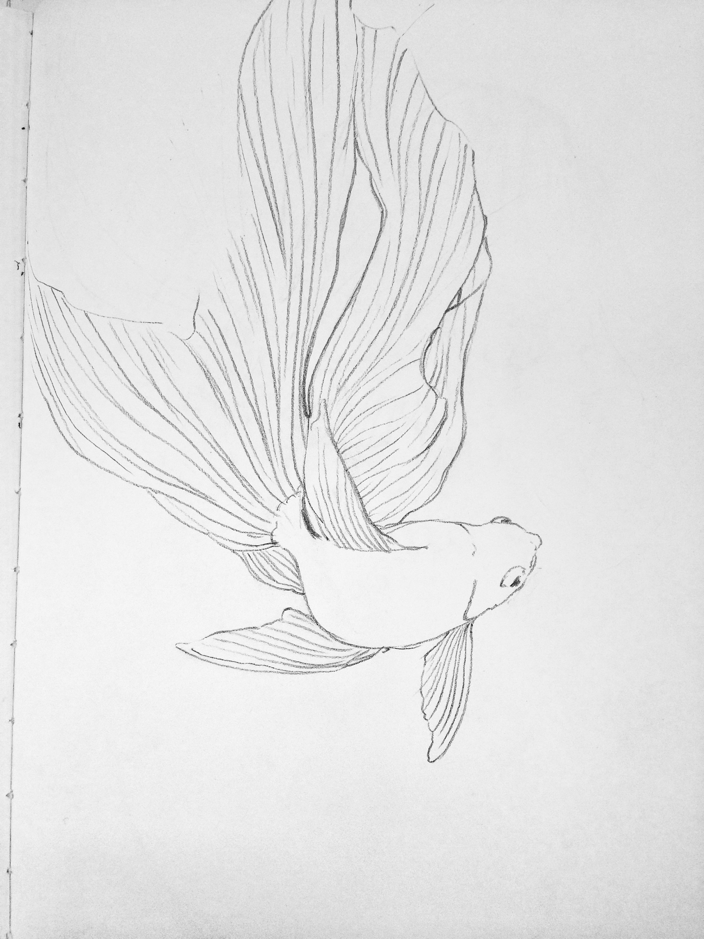 金鱼白描线稿资料,尽管拿走