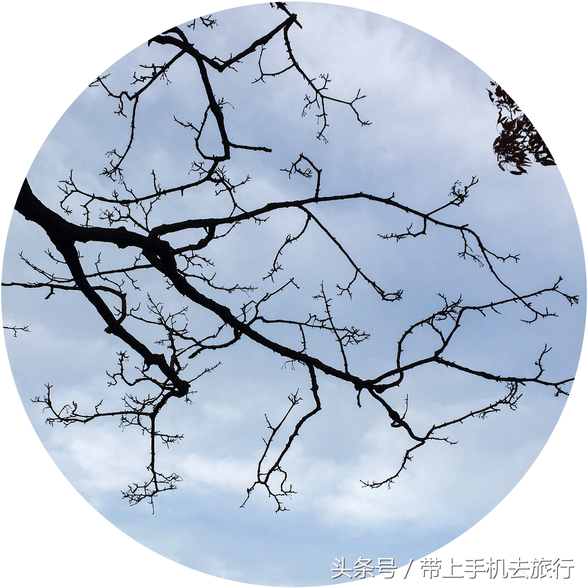 右图为将原图稍作旋转后二次构图,看得出经过圆形画幅裁剪