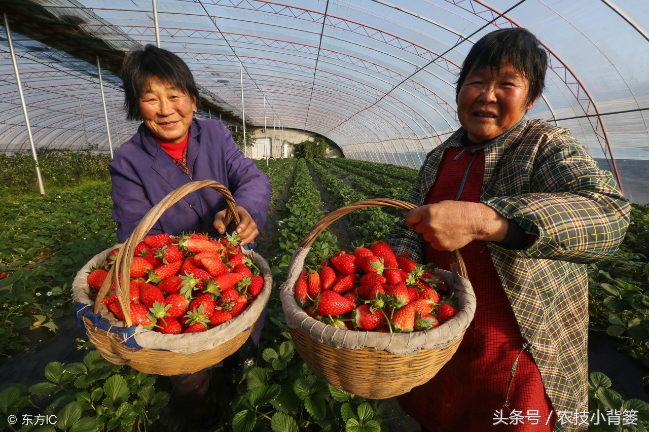 草莓炭疽病发病快、危害重，怎样防治才能有效防治提高产量？