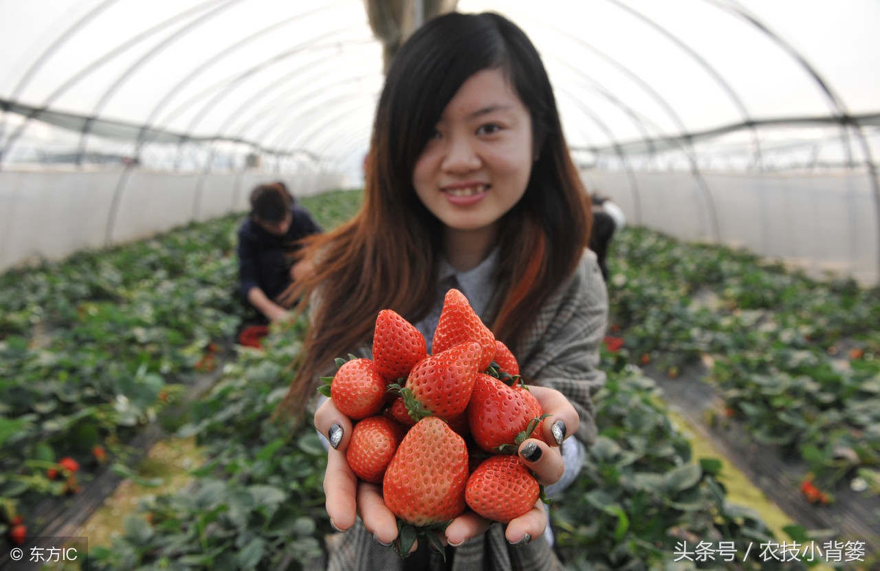 草莓炭疽病发病快、危害重，怎样防治才能有效防治提高产量？