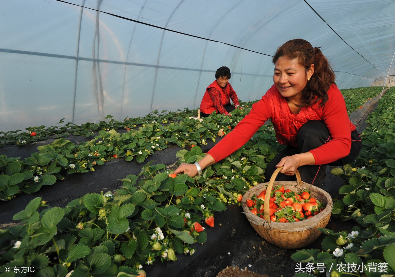 草莓炭疽病发病快、危害重，怎样防治才能有效防治提高产量？