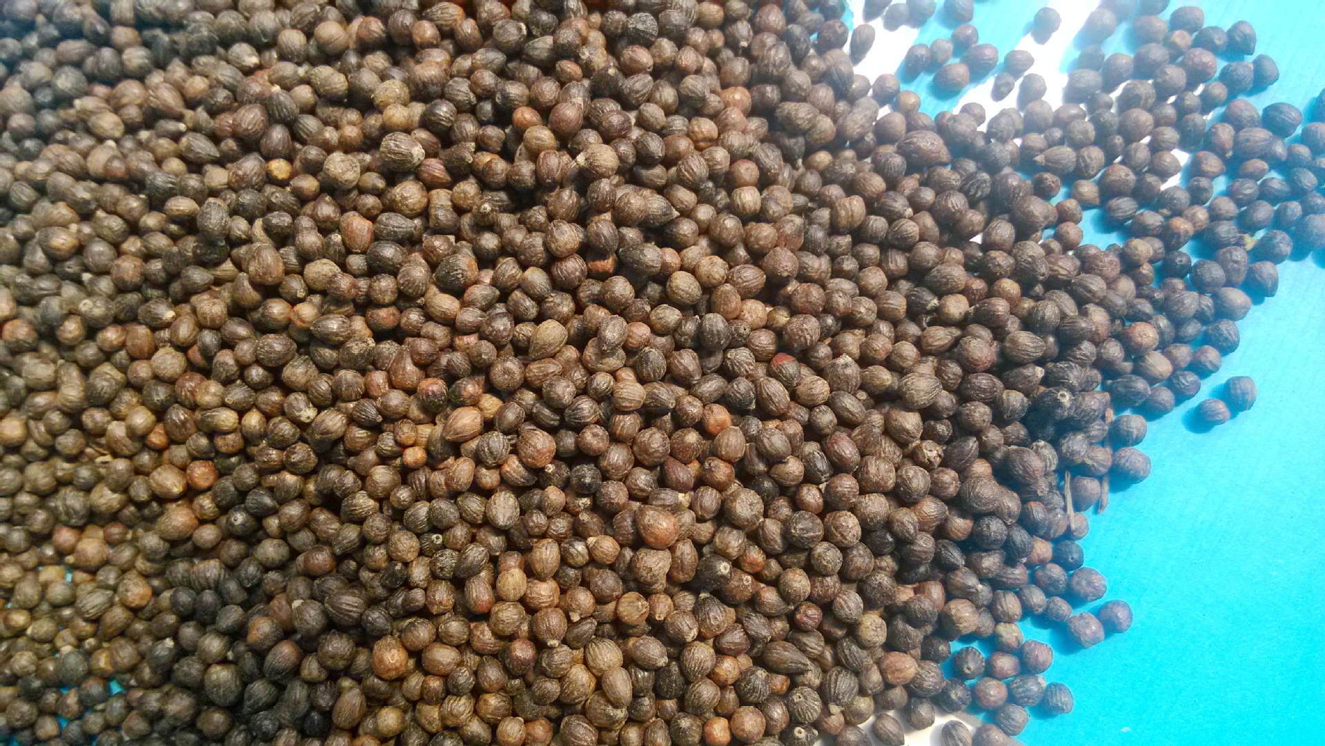 但有时候,他们看到了黄荆条,又显得特别亲切.