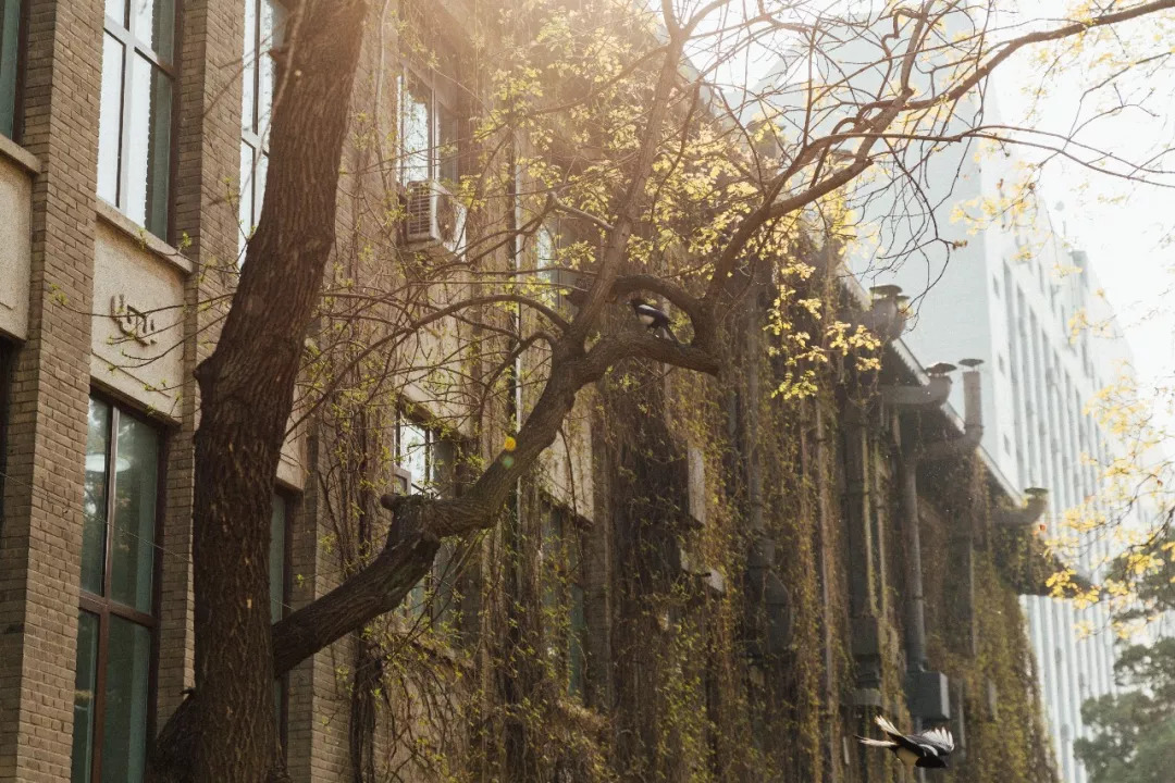 北京八大学院：宇宙中心的文化“老字号”