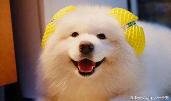 三个萨摩耶毛发保养的小诀窍，毛又白又蓬松，不过要注意这两点