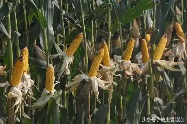 玉米成熟季节是几月（教你如何判断玉米是否成熟）