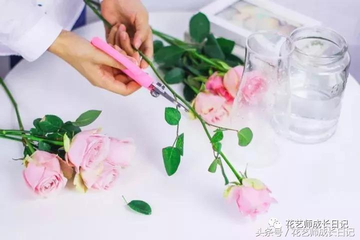 学好这几点，你也可以成为玫瑰养护大神！