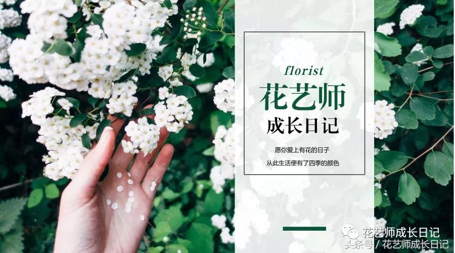 学好这几点，你也可以成为玫瑰养护大神！