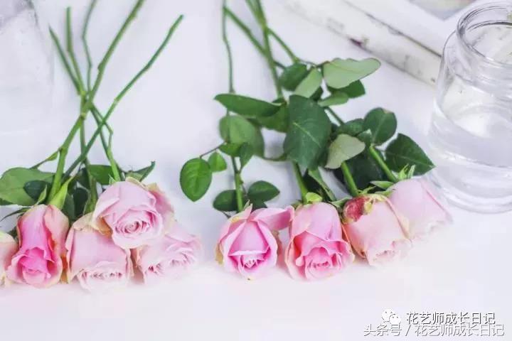 学好这几点，你也可以成为玫瑰养护大神！