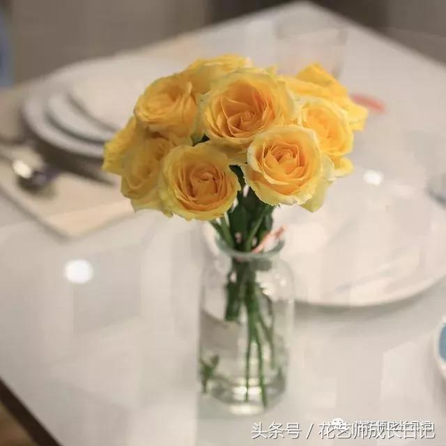 学好这几点，你也可以成为玫瑰养护大神！