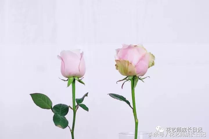 学好这几点，你也可以成为玫瑰养护大神！