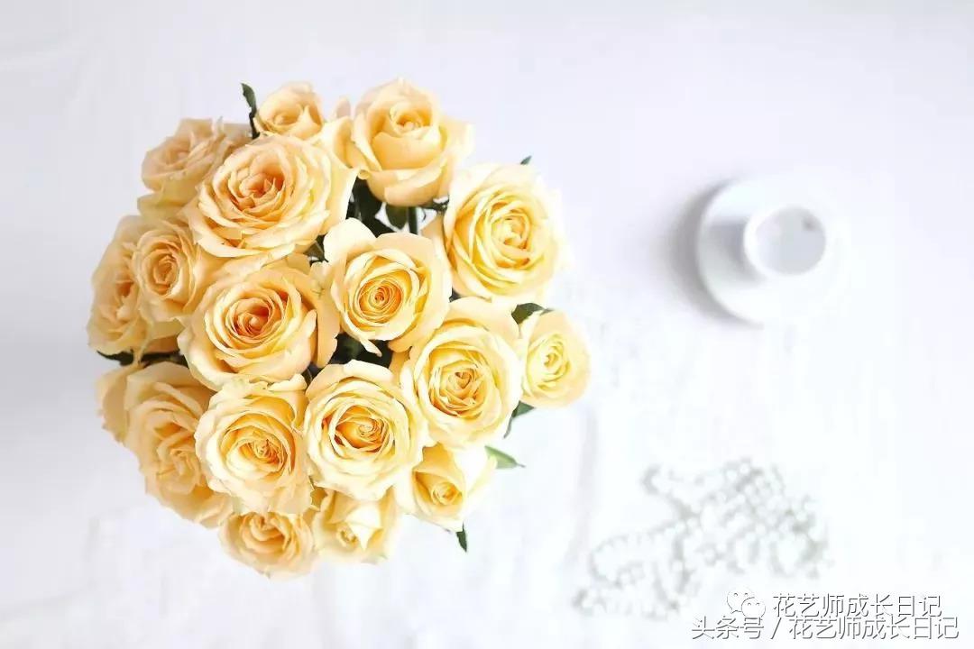 学好这几点，你也可以成为玫瑰养护大神！