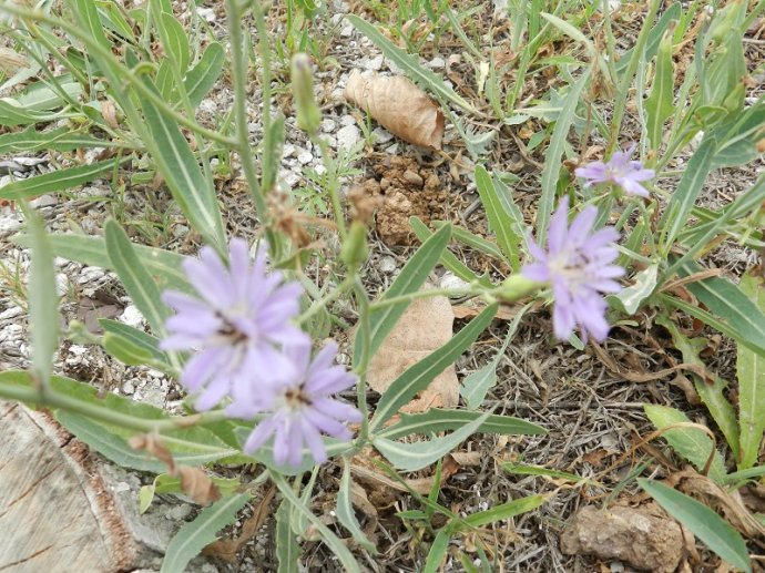 王瓜的功效与作用(王瓜草的功效与作用)-我的快乐小窝
