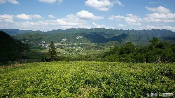 最近超级火的张家界神仙茶，到底有多神？