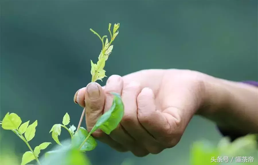 最近超级火的张家界神仙茶,到底有多神?
