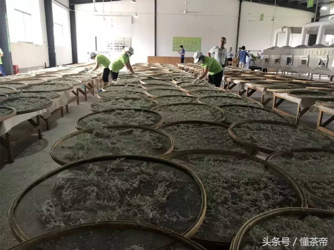 最近超级火的张家界神仙茶,到底有多神?