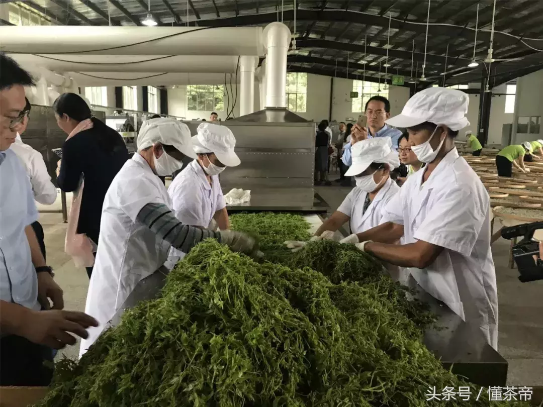 最近超级火的张家界神仙茶,到底有多神?