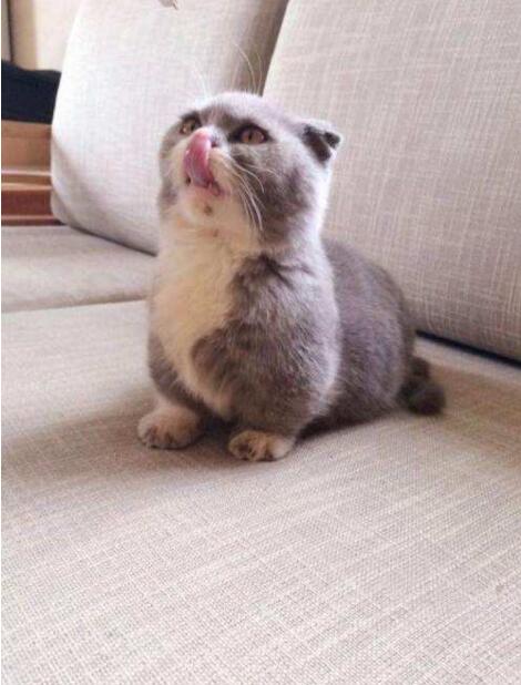 曼基康矮脚猫价格猫中的短腿小柯基曼基康猫