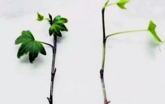 水培常春藤只需一节枝一杯水，生根养活不黑腐！