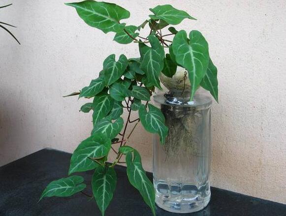 水培常春藤只需一节枝一杯水，生根养活不黑腐！