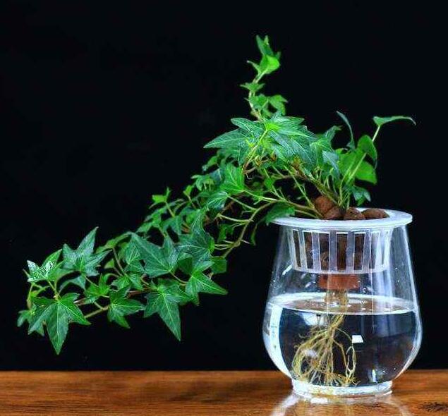 水培常春藤只需一节枝一杯水,生根养活不黑腐!