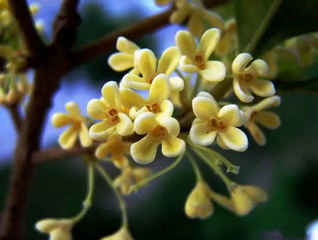 「诗词鉴赏」八月｜满城尽享桂花香