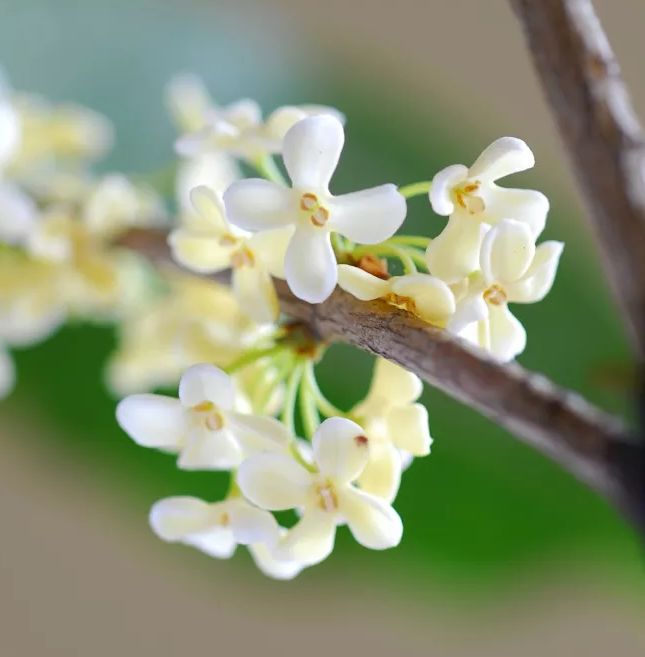 「诗词鉴赏」八月｜满城尽享桂花香