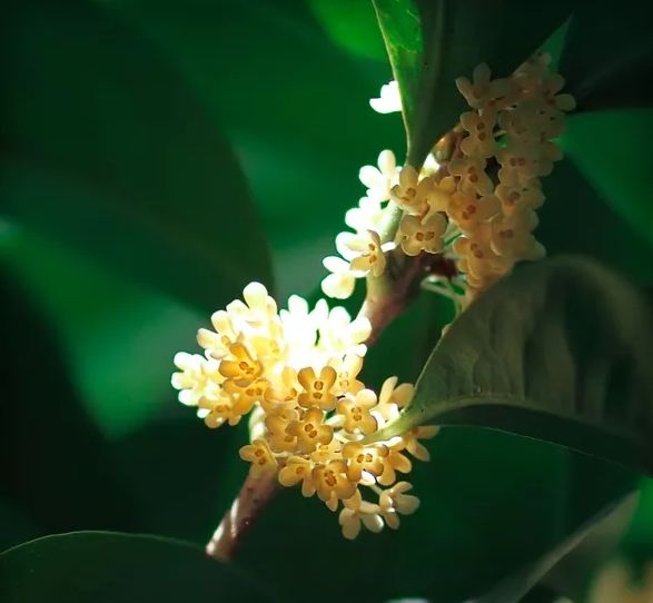 「诗词鉴赏」八月｜满城尽享桂花香