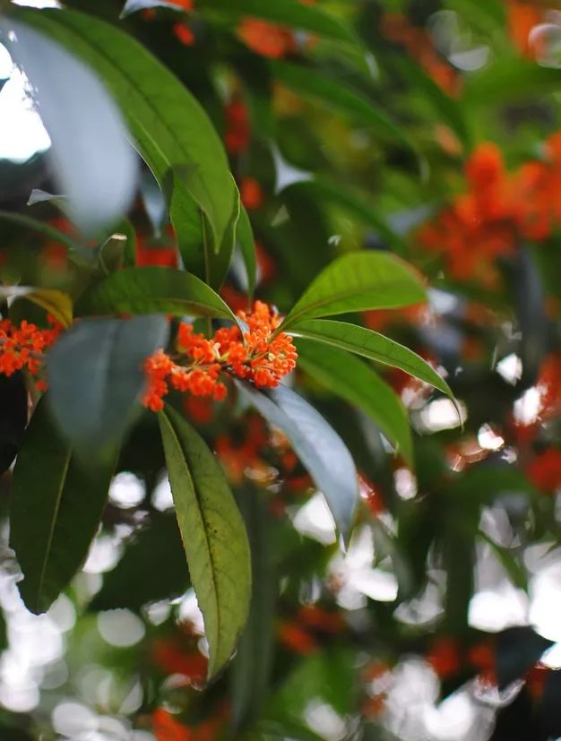 「诗词鉴赏」八月｜满城尽享桂花香