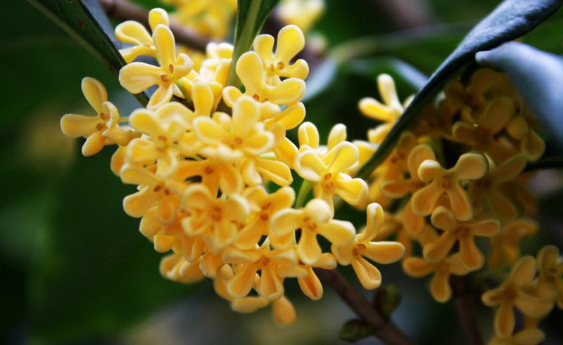 種養桂花介紹(花淡味濃,這樣養護才能種出最美桂花)