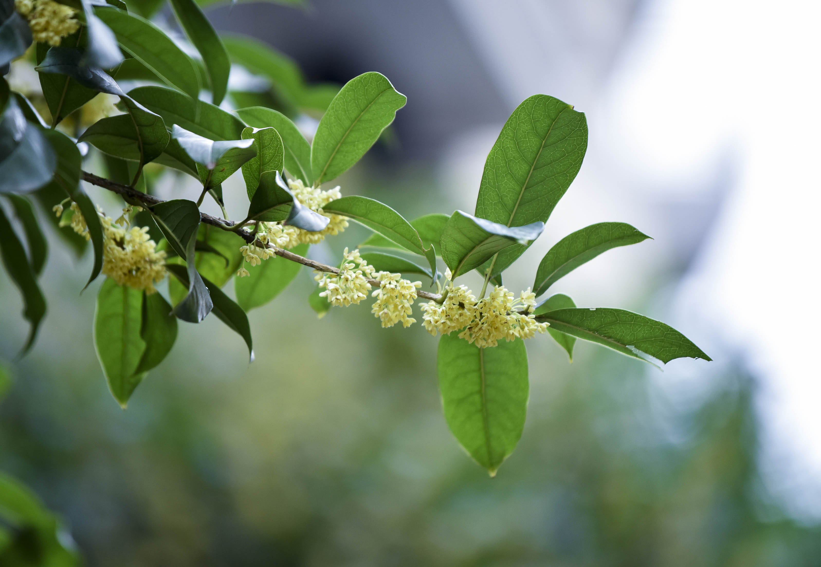 种养桂花介绍(花淡味浓,这样养护才能种出最美桂花)