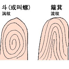 趣味小测试：手指螺纹看性格