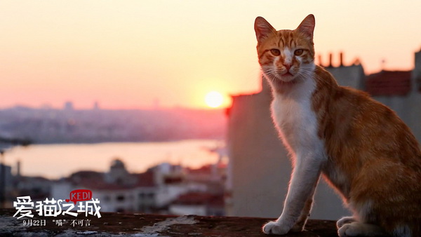 《爱猫之城》：满满治愈系的“猫生”