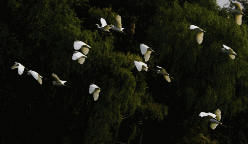 定居成都40条最全生活指南（收藏）