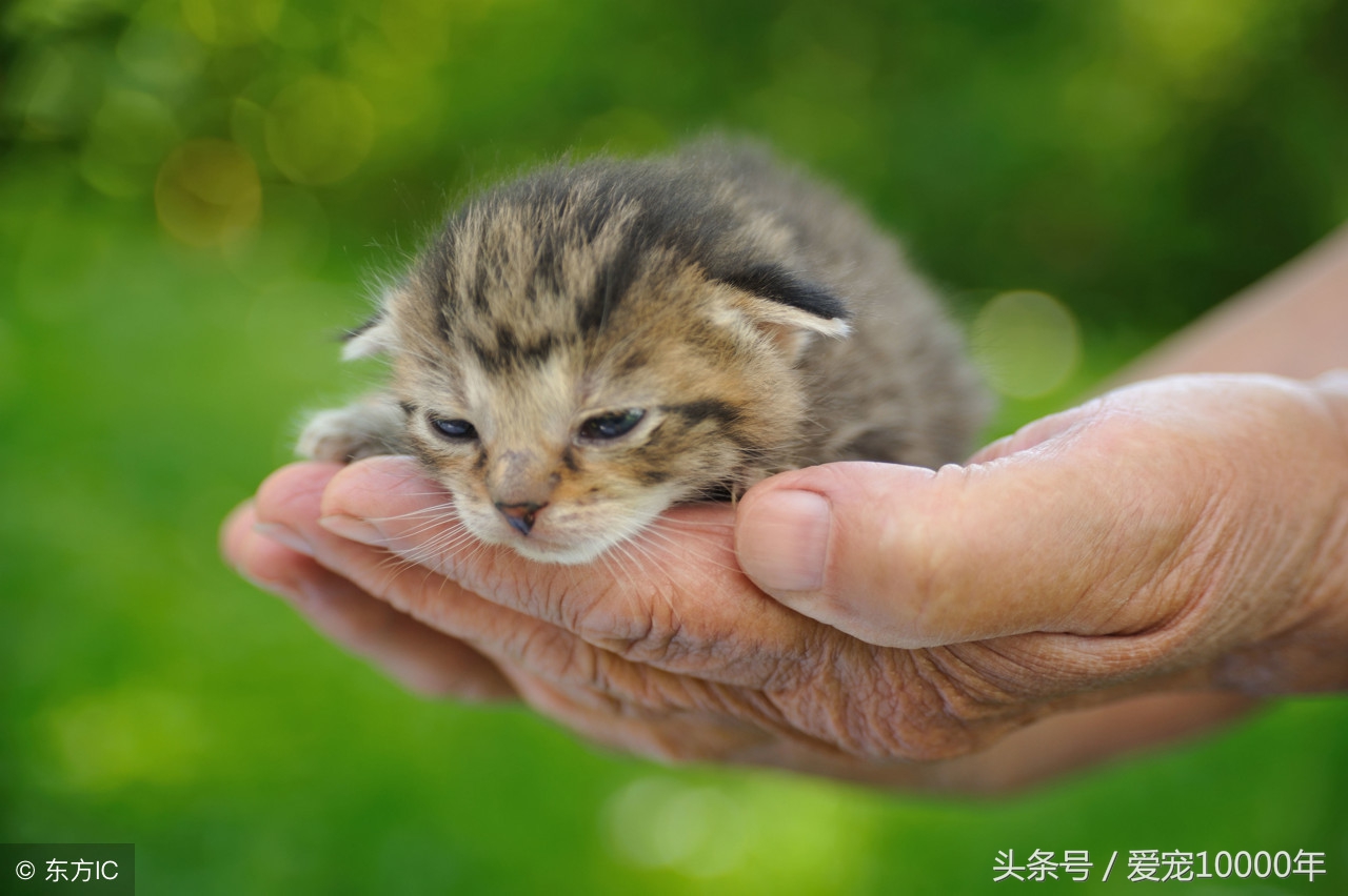 婴儿嘴巴周围长奶癣（小猫有奶癣）