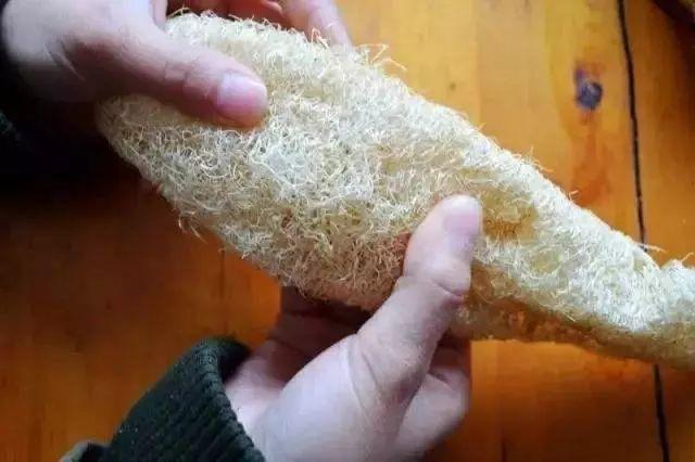 丝瓜瓤的作用与功效(丝瓜瓤都是宝六个妙用要知道)