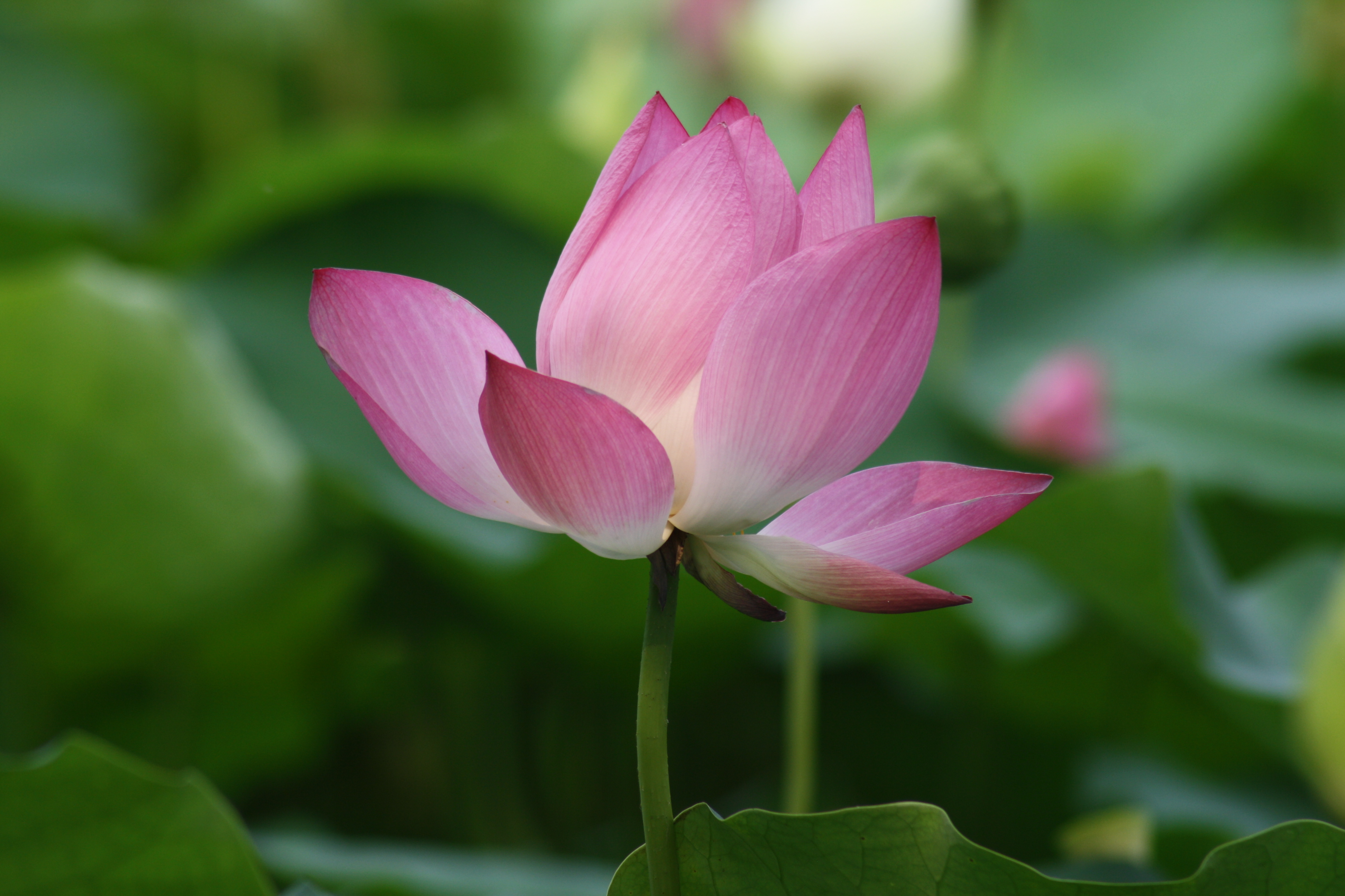 高明的领导是怎样对付工作中的刺头的？以下两招，基本解决！厉害