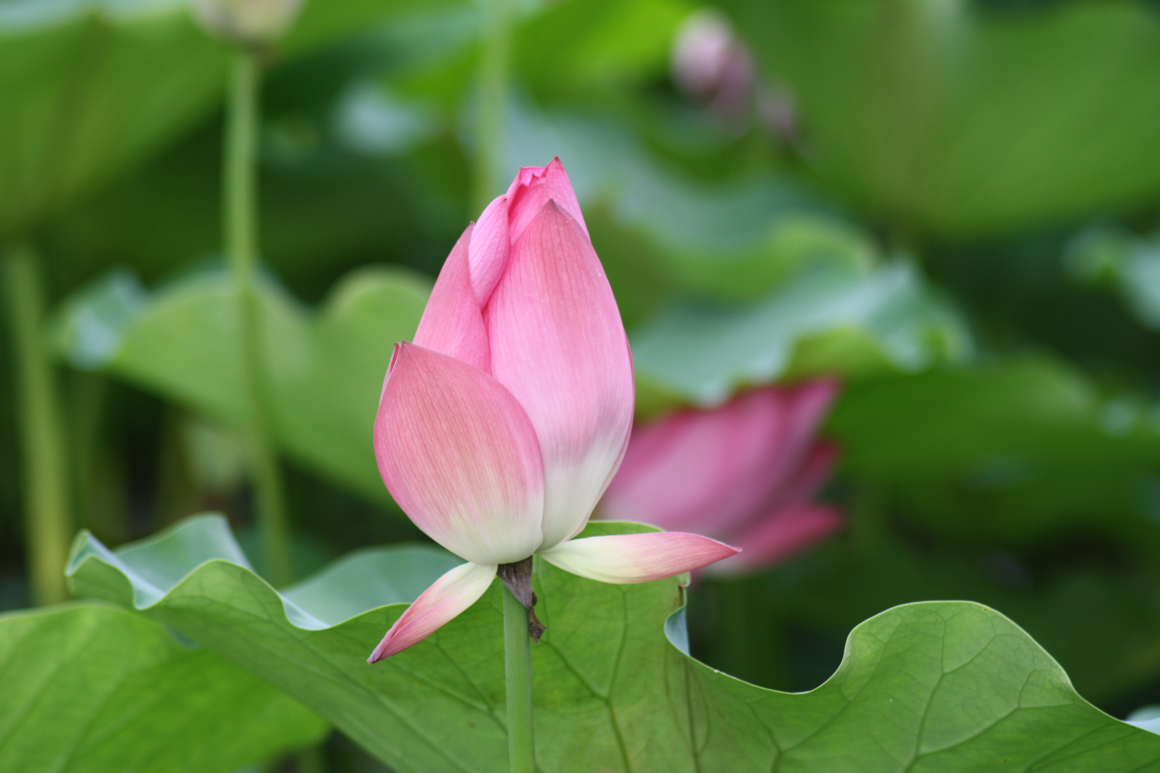 高明的领导是怎样对付工作中的刺头的？以下两招，基本解决！厉害