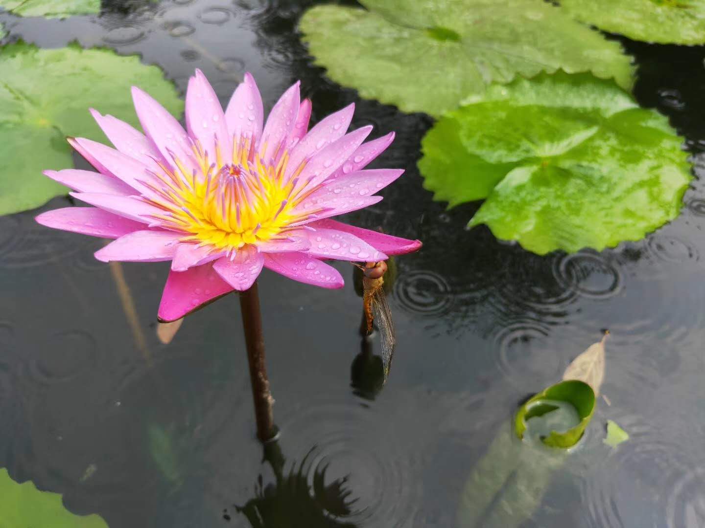 广州番禺莲花山祈福一日游｜门票只需40元，免费斋饭