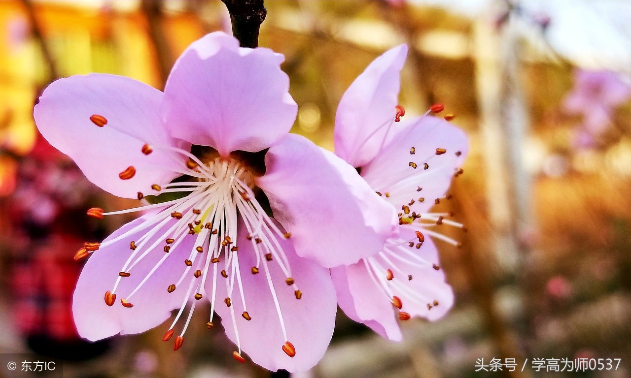 这些描写秋日美景的词语、段落，一定帮孩子收着！