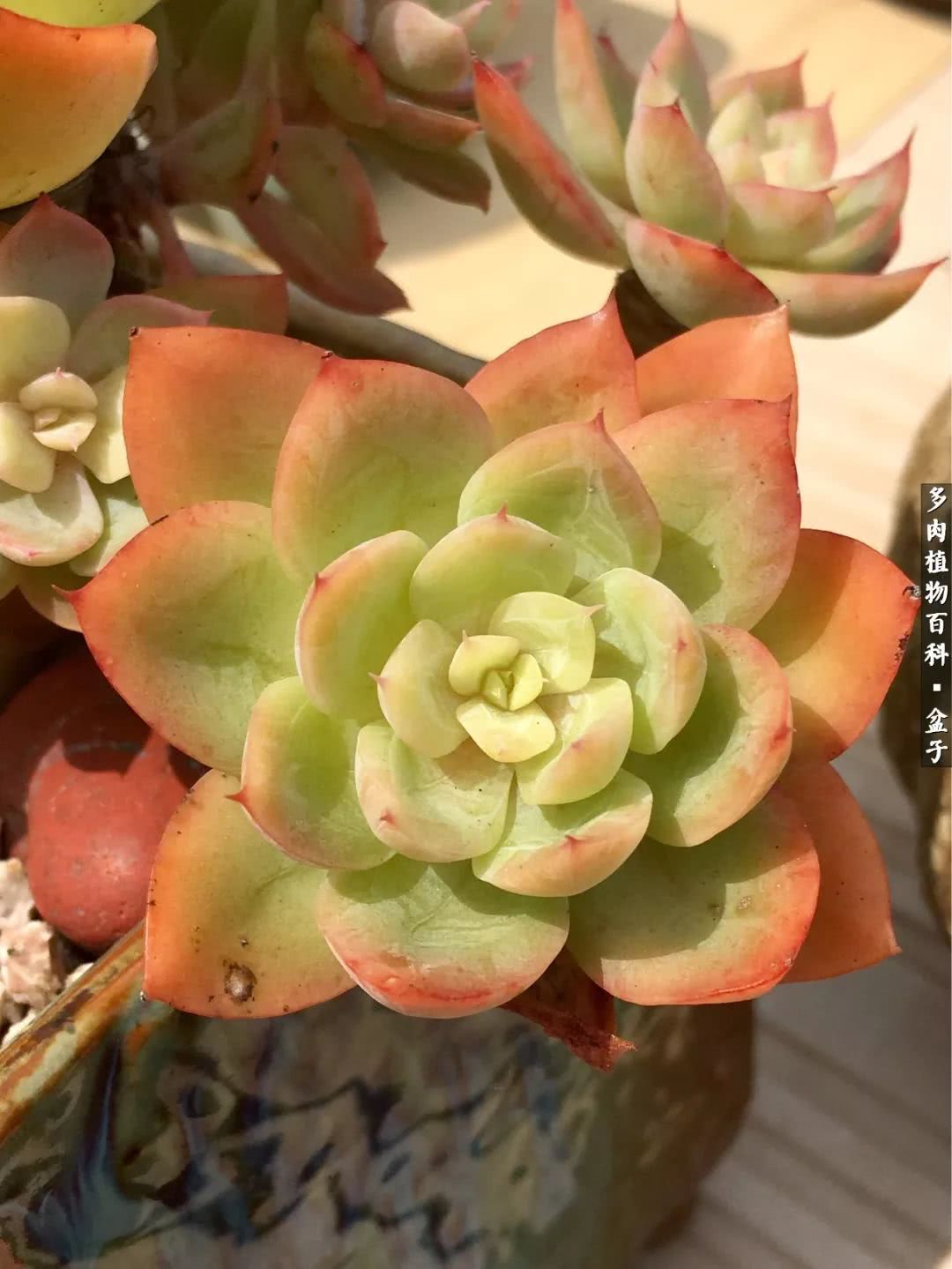 13多肉兰美人怎么养长得好「记得收藏」 -骁龙网