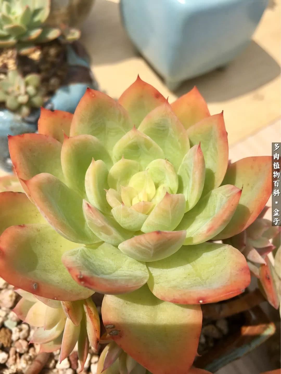 13多肉兰美人怎么养长得好「记得收藏」 -骁龙网