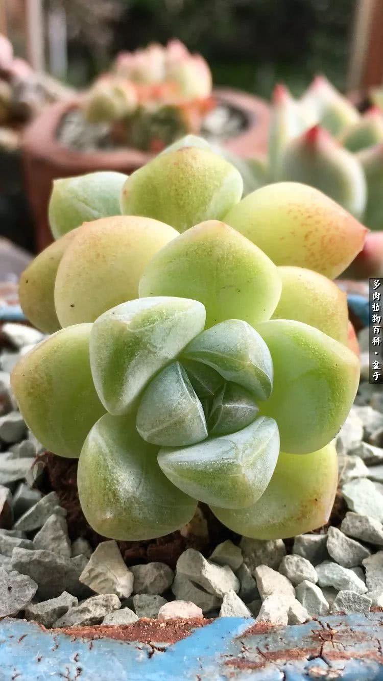 13多肉兰美人怎么养长得好「记得收藏」 -骁龙网