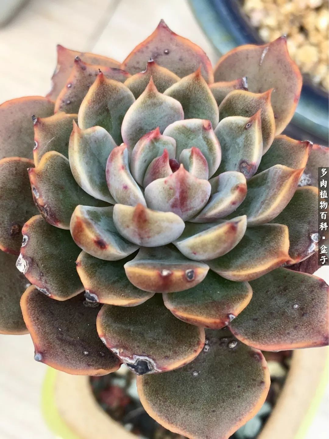 13多肉兰美人怎么养长得好「记得收藏」 -骁龙网