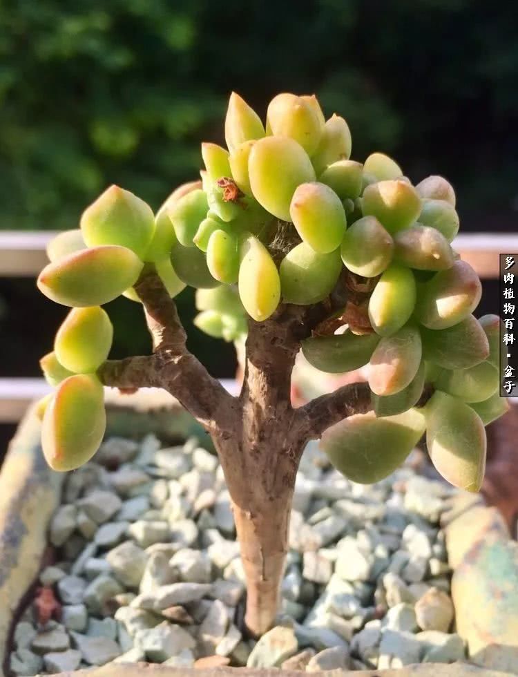 13多肉兰美人怎么养长得好「记得收藏」 -骁龙网