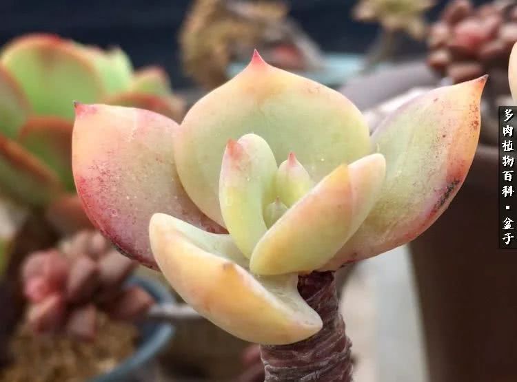 13多肉兰美人怎么养长得好「记得收藏」 -骁龙网