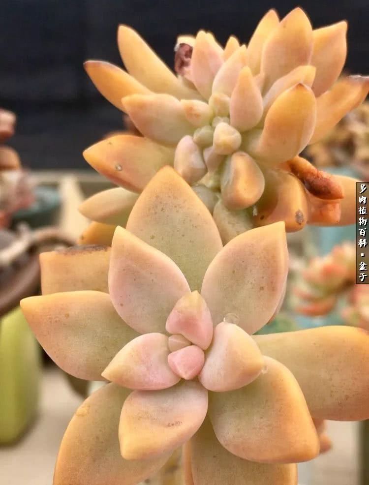 13多肉兰美人怎么养长得好「记得收藏」 -骁龙网