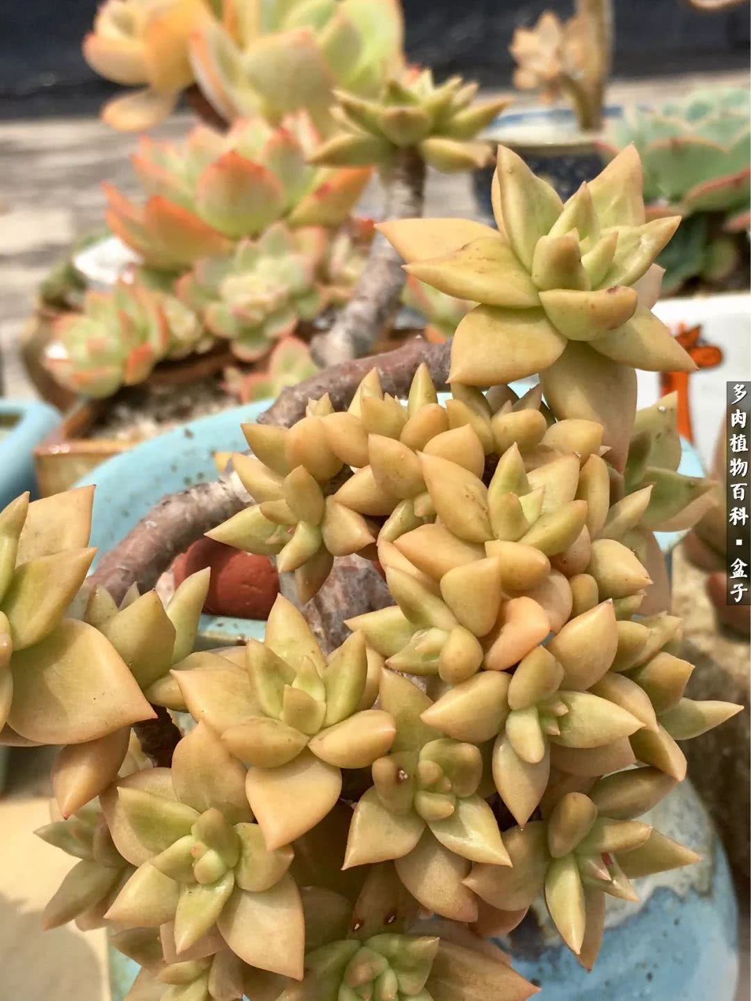 13多肉兰美人怎么养长得好「记得收藏」 -骁龙网