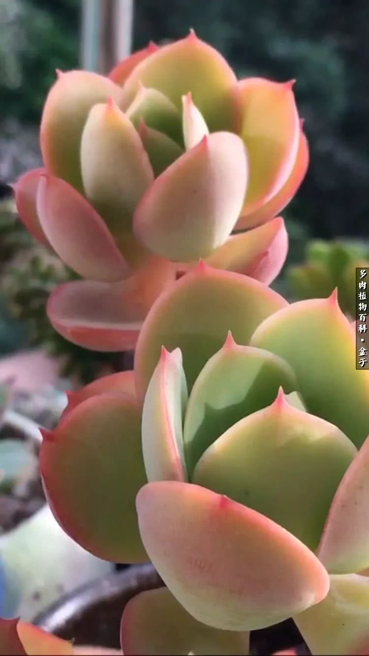 13多肉兰美人怎么养长得好「记得收藏」 -骁龙网